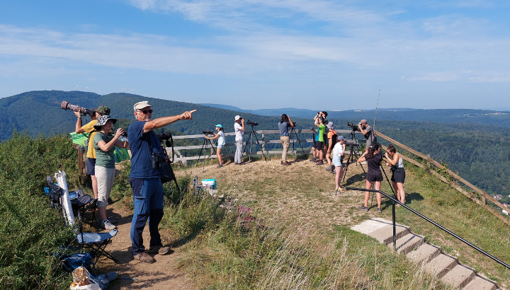 Permanence migration : Suivi quotidien de la migration au Crêt des Roches à Pont-de-Roide